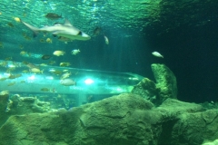 thumbnail_IMG_0621