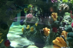 thumbnail_IMG_0639